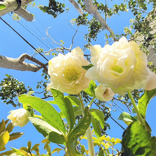 yukarin-gardenさんの実例写真