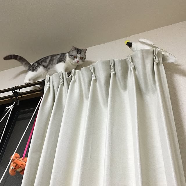 narashimhaさんの実例写真