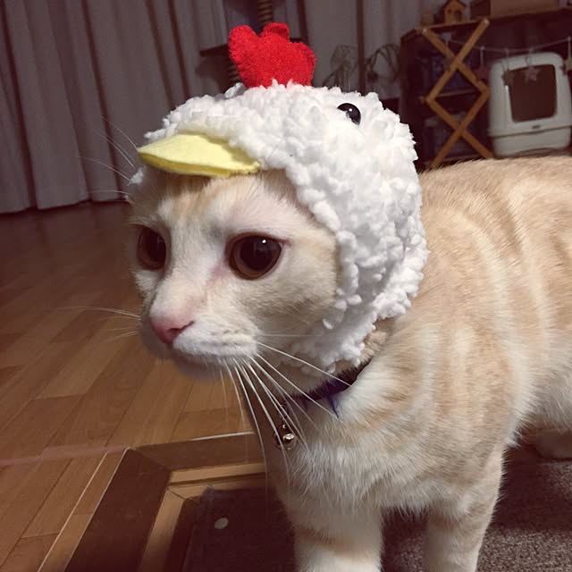 hiyupan88さんの実例写真