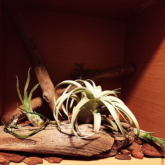 chibabababaさんの実例写真