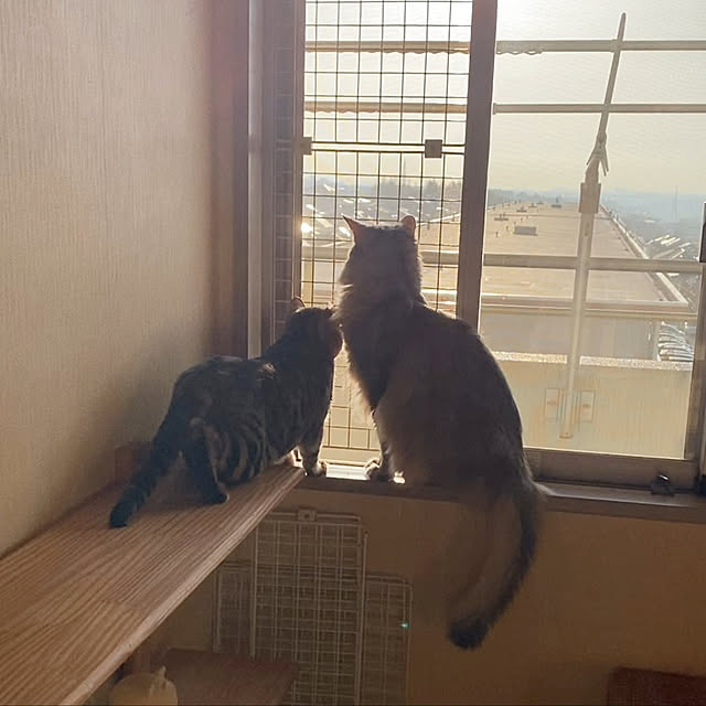 yumuyumuさんの実例写真