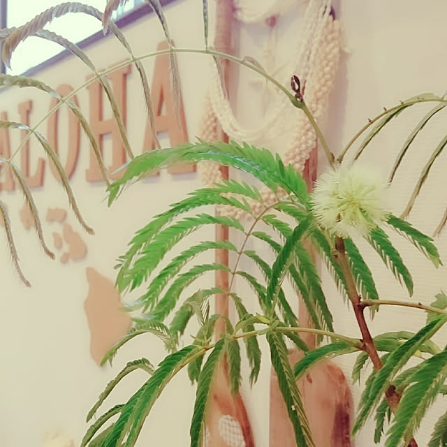 cocosorasakuさんの実例写真