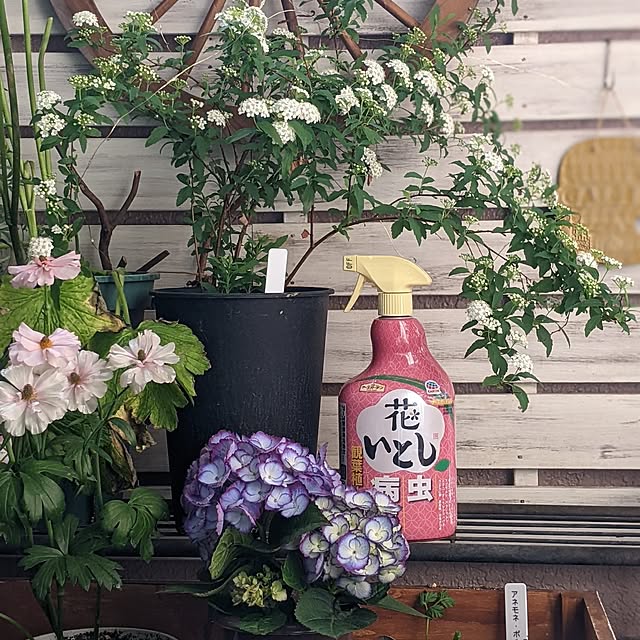ichi.さんの実例写真