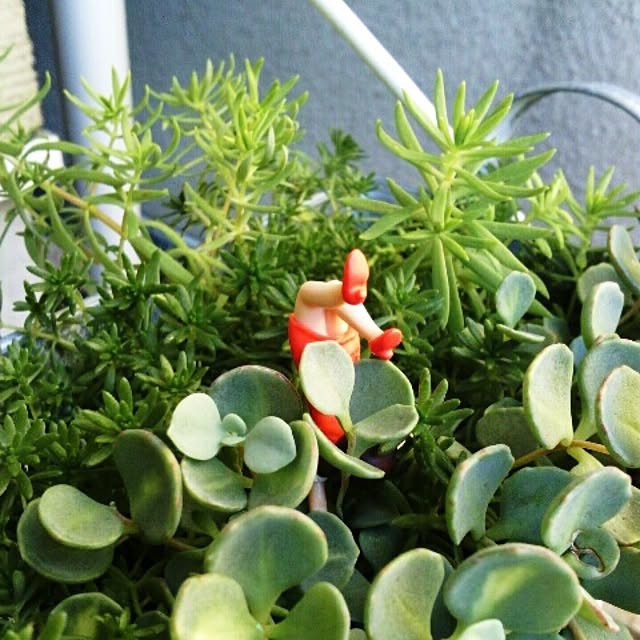 akr29さんの実例写真