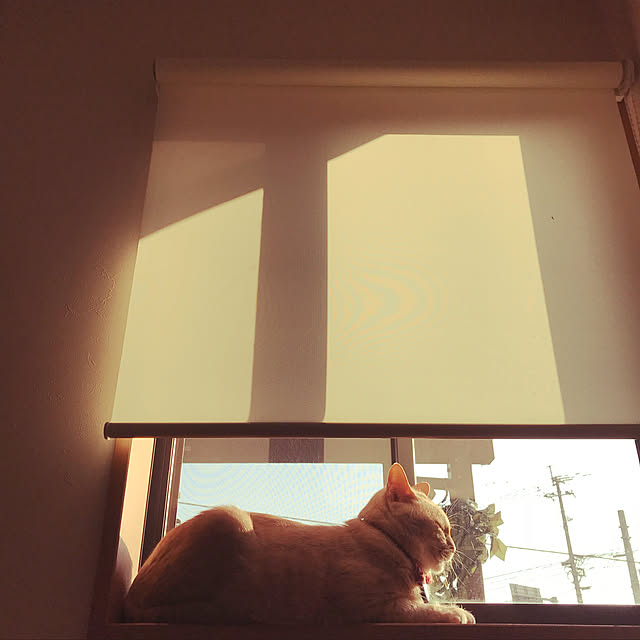 mikan161さんの実例写真