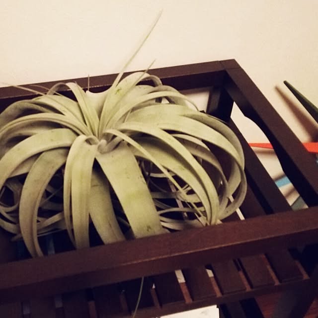 degumokoさんの実例写真