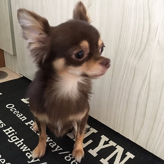 chi-koさんの実例写真