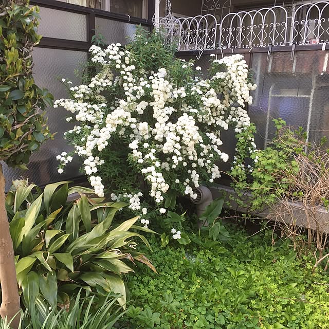 Naomiさんの実例写真
