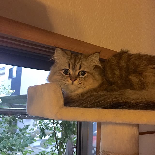 butachanさんの実例写真