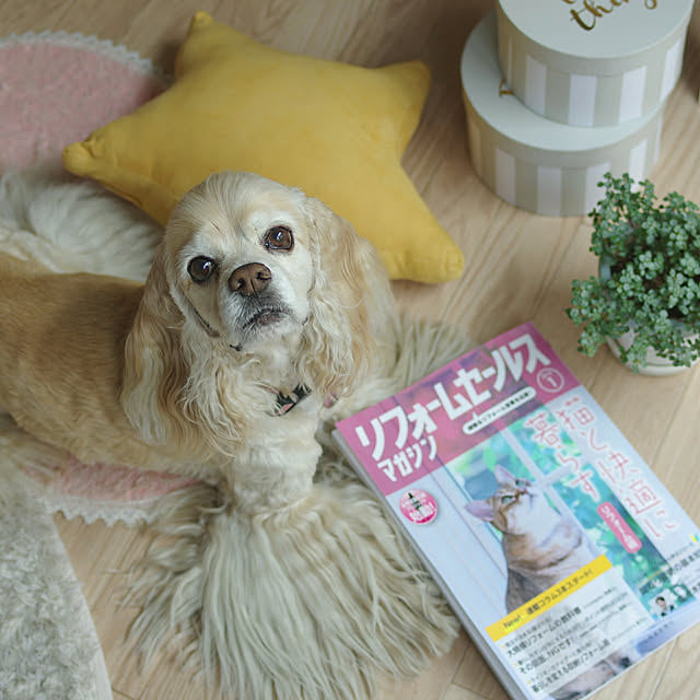 Shooowkoさんの実例写真