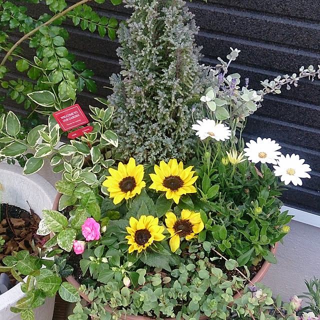 yellowflowerさんの実例写真