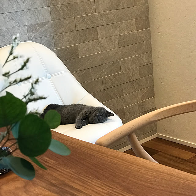 キッチン/エコカラットの壁/記録用/ねこのいる日常/ブリティッシュショートヘア...などのインテリア実例 - 2017-10-17 13:45:58