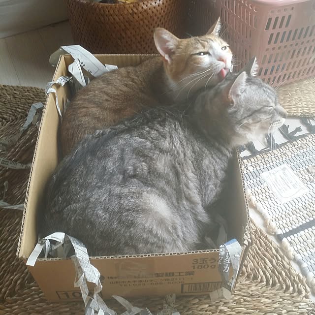 annさんの実例写真