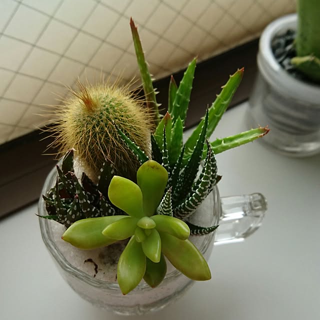 DoDさんの実例写真