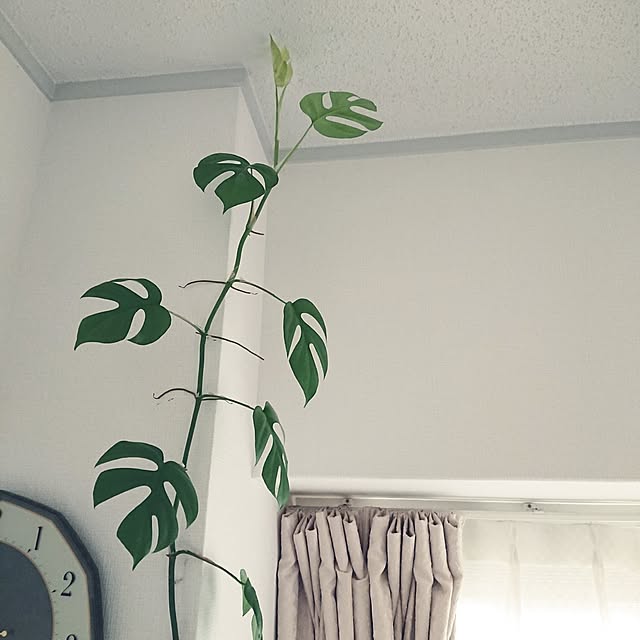 hopkeiさんの実例写真