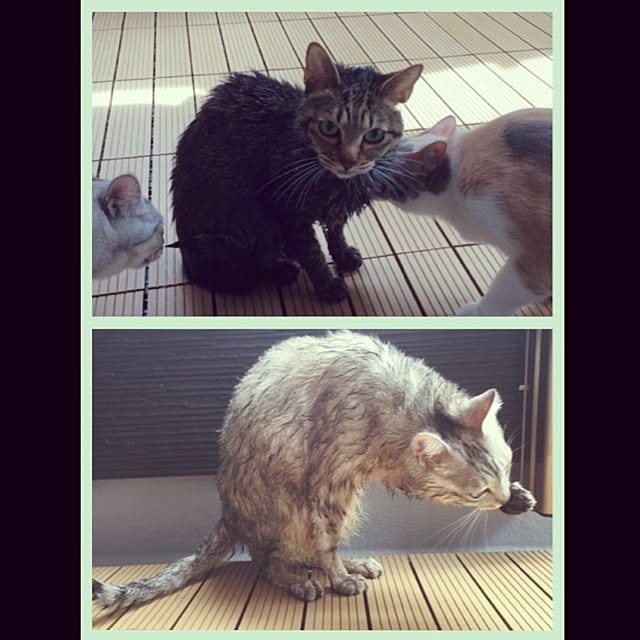 Yoshieさんの実例写真