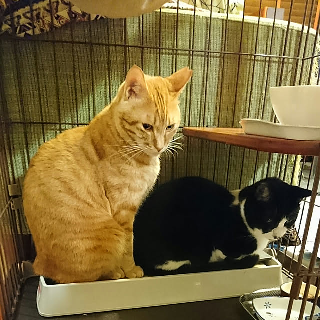 okyosan101さんの実例写真