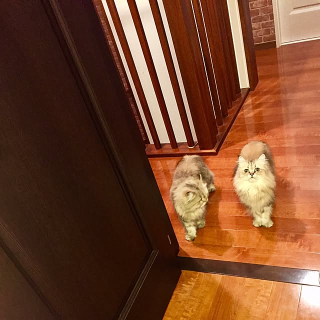 butachanさんの実例写真