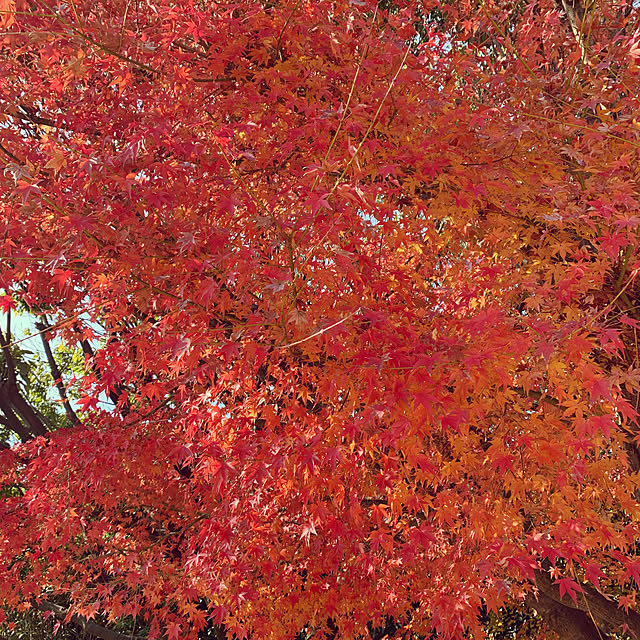 紅葉が綺麗です☆*。/RCの皆さまに感謝♡/無言いいね＆フォローお許しください♡/お花のある暮らし/お花に癒されます♡...などのインテリア実例 - 2020-12-09 13:29:58