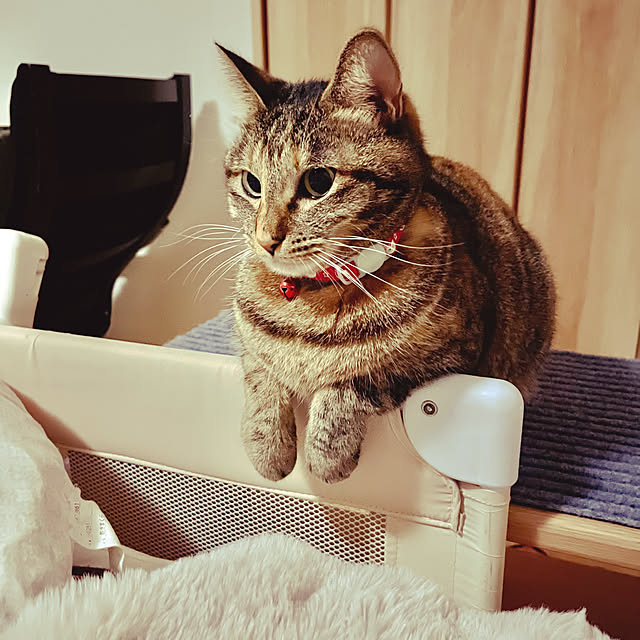 chiiさんの実例写真