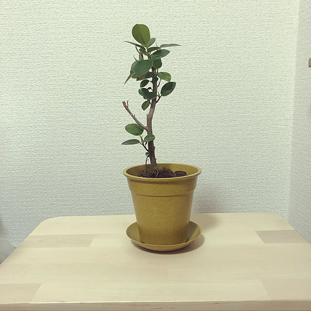 観葉植物/棚/一人暮らしのインテリア実例 - 2019-04-28 20:38:46