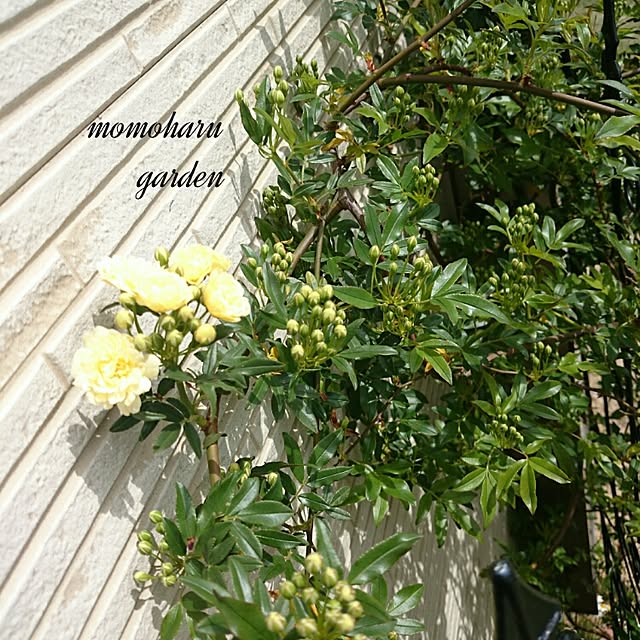 momoharuさんの実例写真
