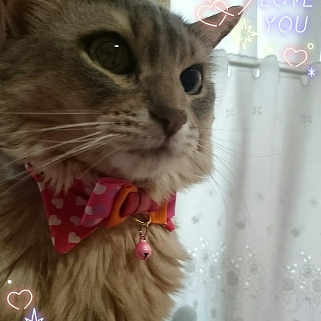 Ryoさんの実例写真