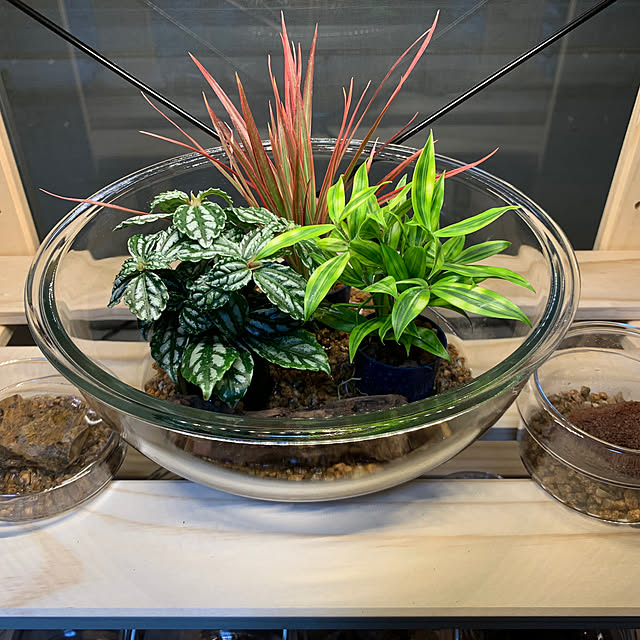 観葉植物/棚のインテリア実例 - 2023-03-29 20:04:18