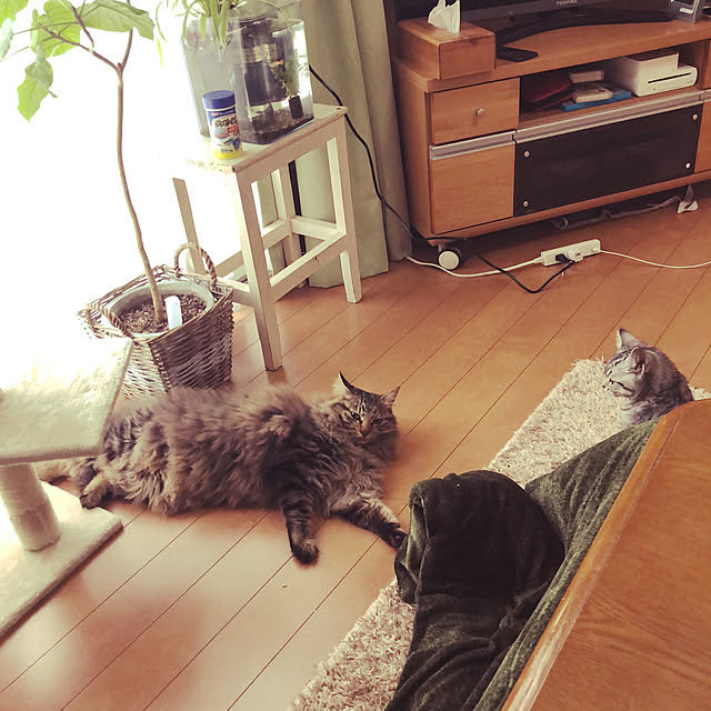 chipsさんの実例写真