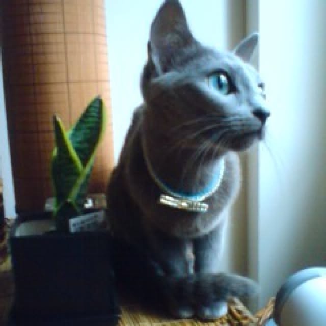 nekochanさんの実例写真