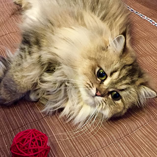 butachanさんの実例写真