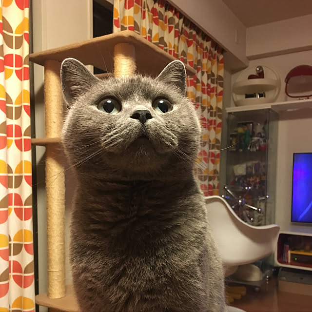 ikettenさんの実例写真