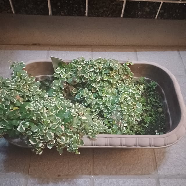 tuushiさんの実例写真