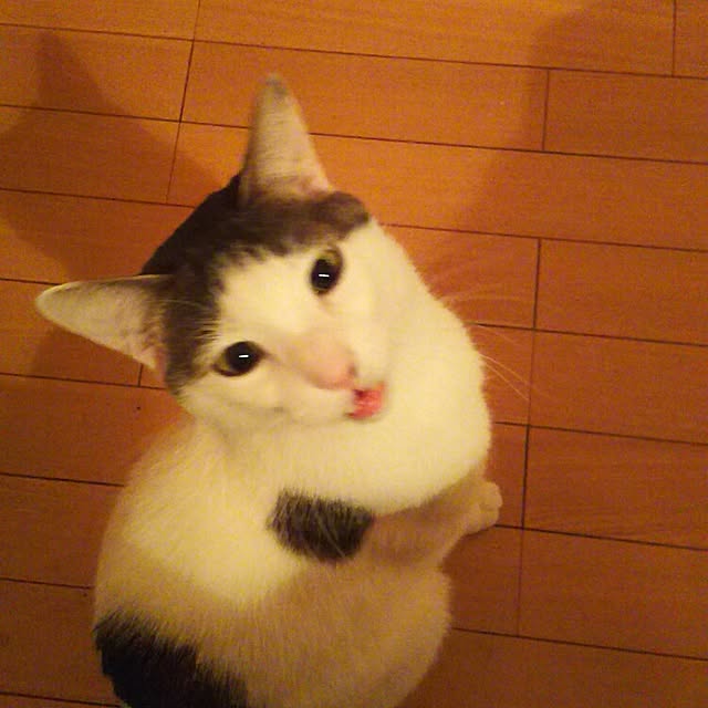 sakuraさんの実例写真
