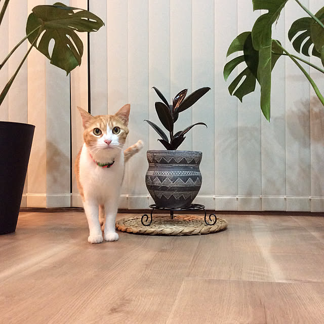 houenさんの実例写真