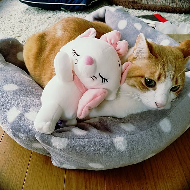 Kinanさんの実例写真