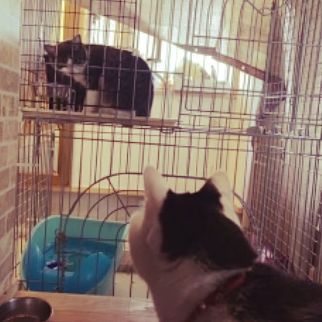 nekosamaさんの実例写真