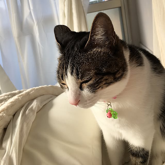 Shihoさんの実例写真