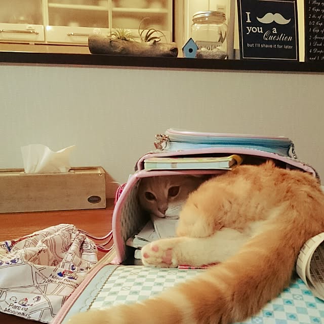yukiさんの実例写真