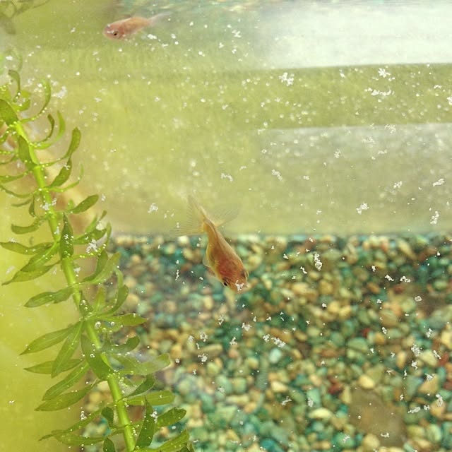 taroさんの実例写真