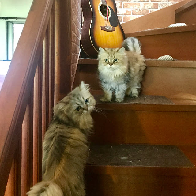 butachanさんの実例写真