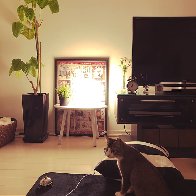 nekomiさんの実例写真