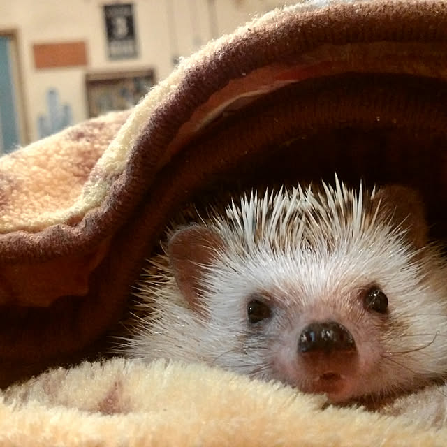 tomominさんの実例写真