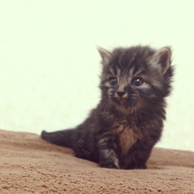 mi_moさんの実例写真