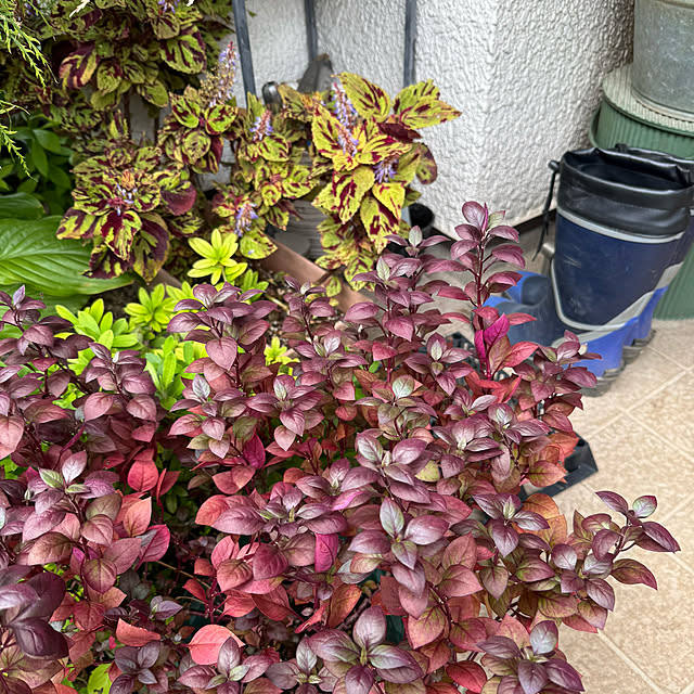 mamizaさんの部屋