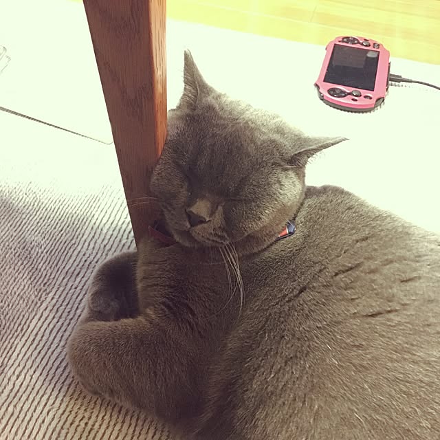 Shojiさんの実例写真