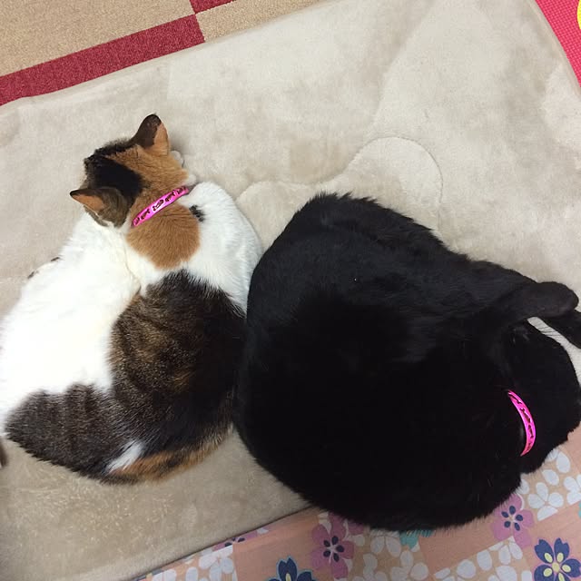 kyo.2.16さんの実例写真