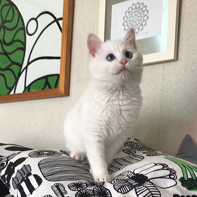 nyanko-beamさんの実例写真