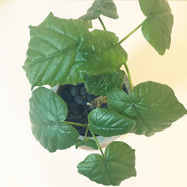 机/ウンベラータ/建売住宅/観葉植物/植物のある暮らし...などのインテリア実例 - 2018-01-16 08:40:53