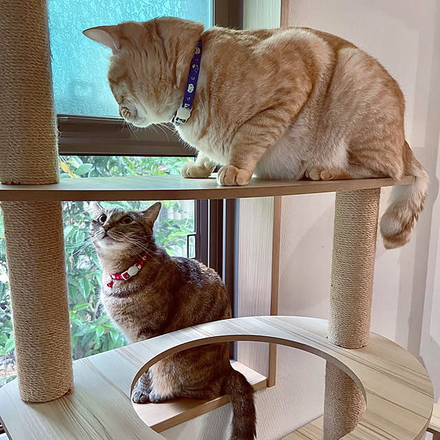 chiiさんの実例写真